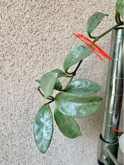 Hoya Nova ghost plant CUTTING