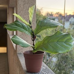 Fiddle Leaf Plant