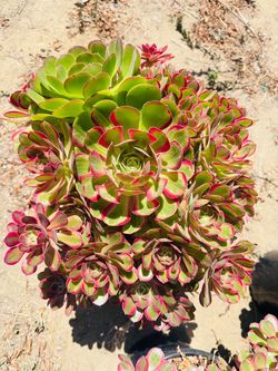 Aeonium pink princess Varigated