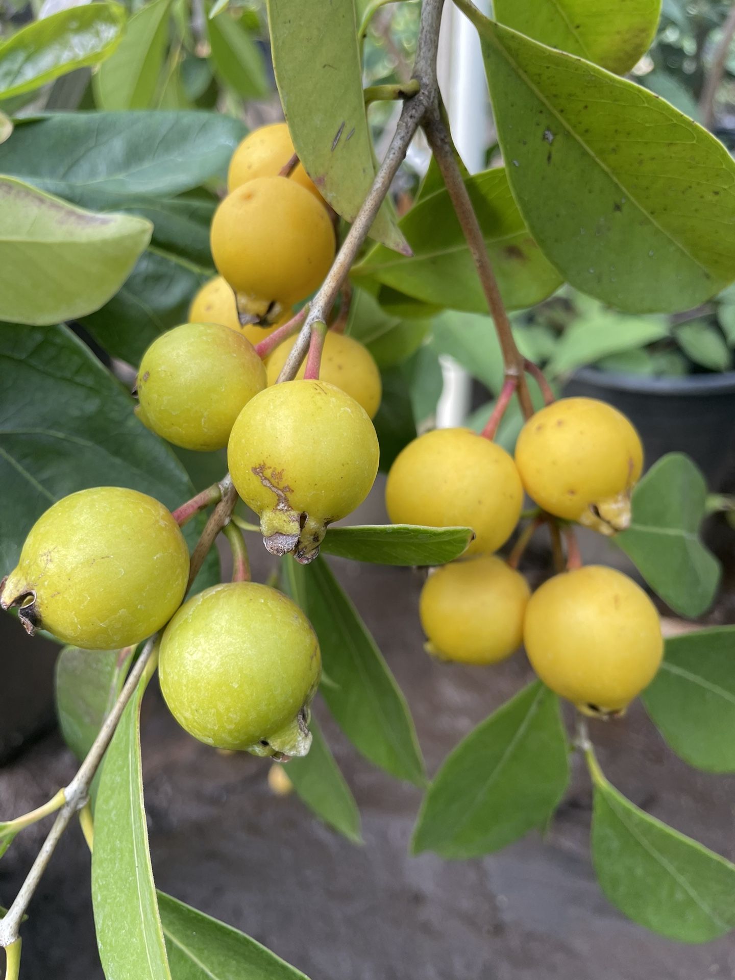 5 Gallon Size- Lemon Guava Trees- Strawberry Guava Trees- Mango Trees- Moringa Trees- Kiwi Vines- Cherimoya Trees- Passionfruit Vines- Almond Trees