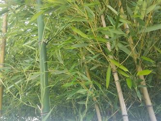 Live Bamboo for sale $30 per bunch discounted for larger quantity too