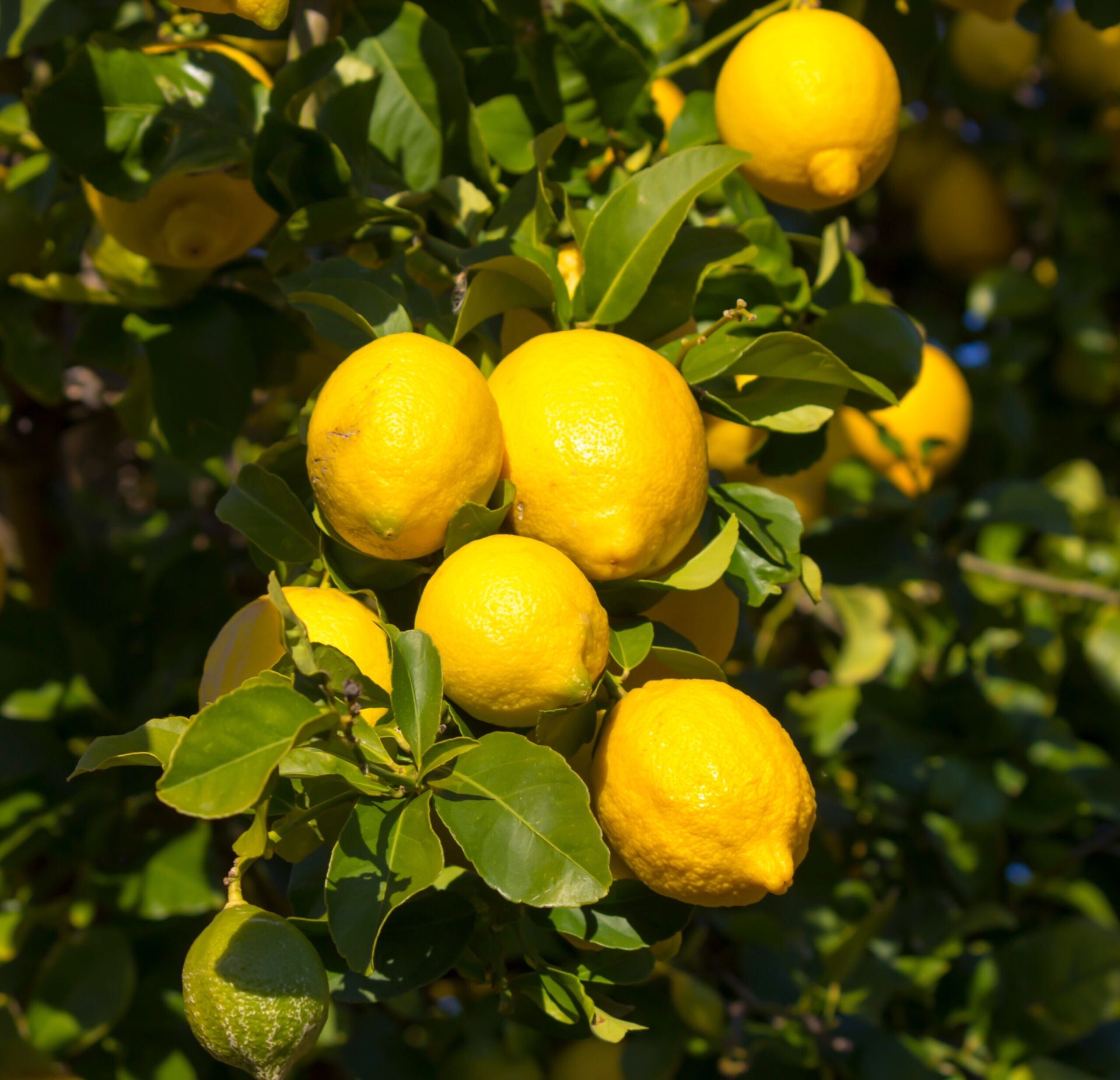 10 lb Bag of small Juicy Lemons