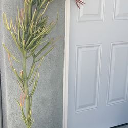 Lot Of Plants 