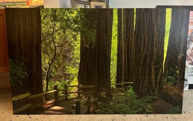 Muir Woods - Photo on Wrapped Canvas