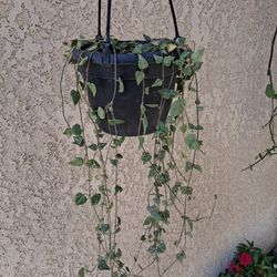 Strings of Arrows 🏹 Plant $30