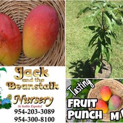 Mango Season Is Here We Have Trees