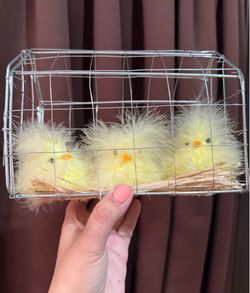 Yellow little Chicks in cage