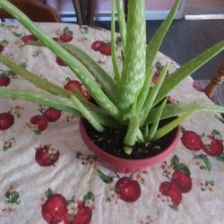 Aloe Plant