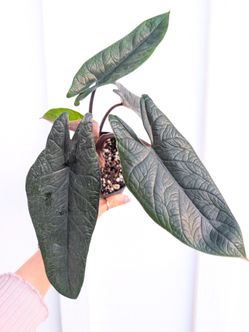 Alocasia Scalprum Plant 4" Pot - Indoor House Plants