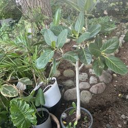 Topiary Ficus