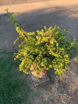 Extra Extra Extra Large Huge Mega Elephant Food Plant