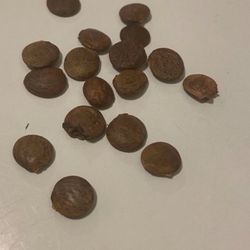 8 Wisteria Vine Seeds Ready To Plant 