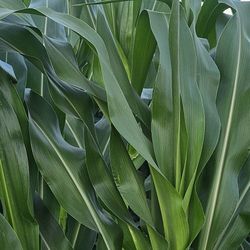 Hojas De Milpa A La Venta $3 La Docena 