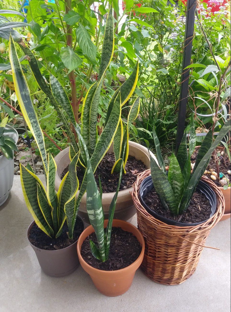 Sansevieria large house Plant in big planters