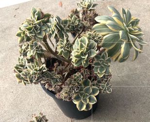 Rare Crested Sunburst Aeoniums