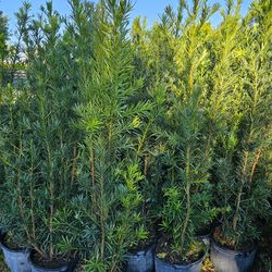 Podocarpus 6 feet tall instant privacy hedge for fence