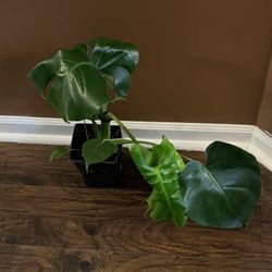 Monstera Deliciosa Plant