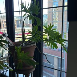 XL Mature Plants For Sale 