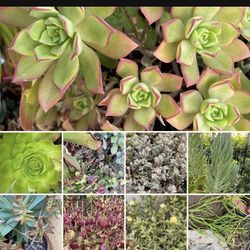 Succulent Cuttings And Plants $10 Per Grocery Size Bag.