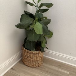 Home Decoration Plant