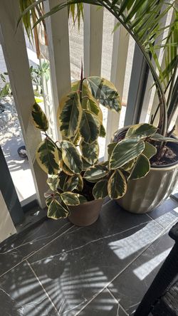Variegated Rubber Tree Plant