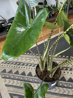 Alocasia Zebrina 
