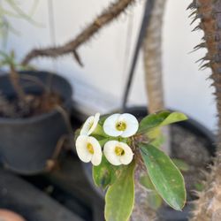 Crown Of Throne (White)