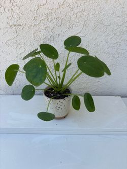 Chinese Money Plant