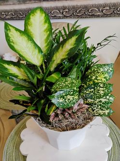 House plant