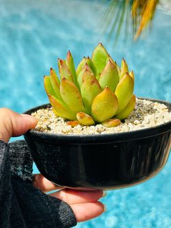 Echeveria Agavoides Succulent