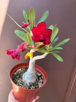 8” desert rose