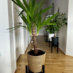 dracaena yucca cane plant