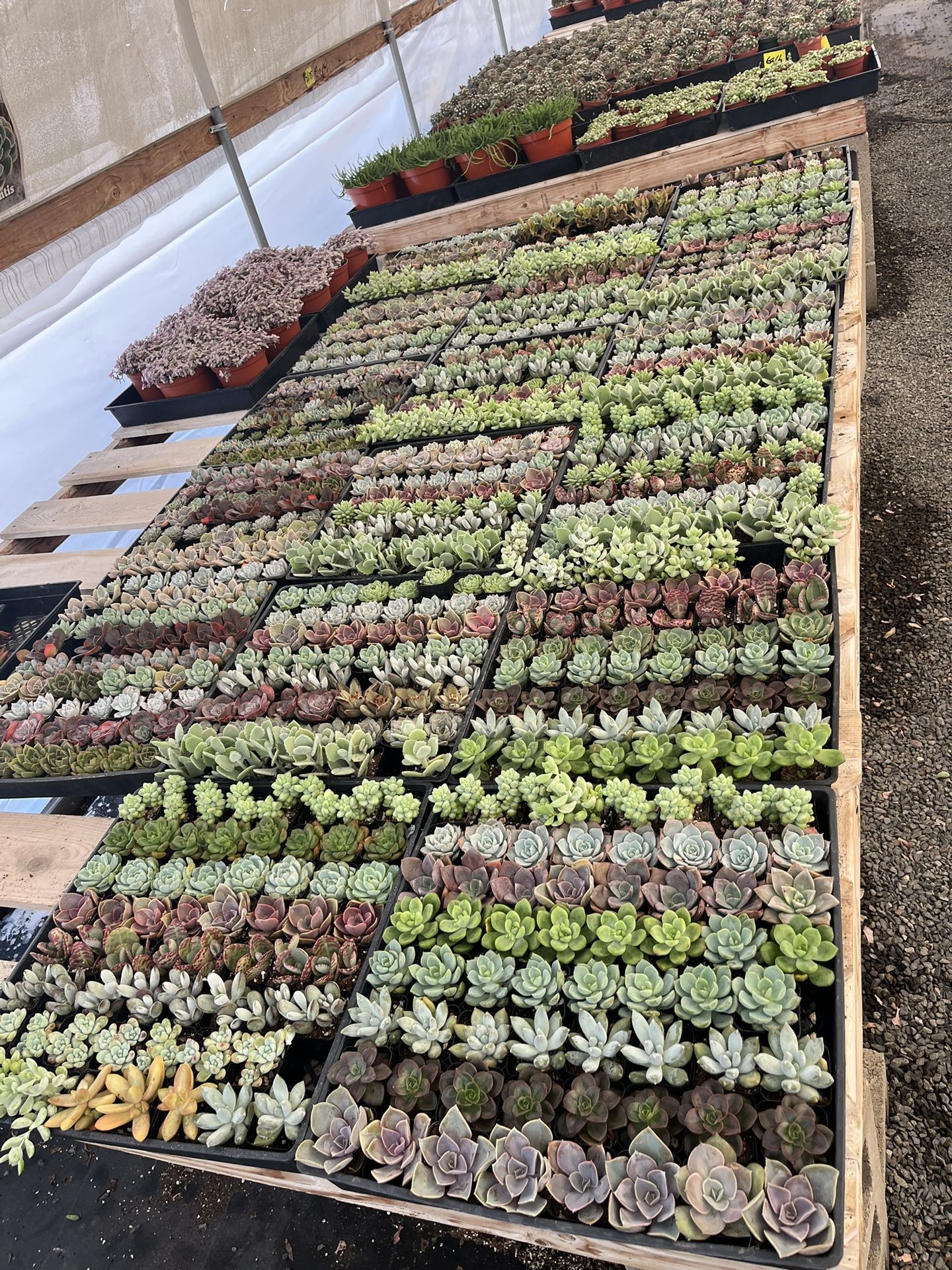 2” Succulents $1.35 Each $63 For Tray Of 64 Plants 