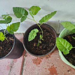 BlackBerry Plants