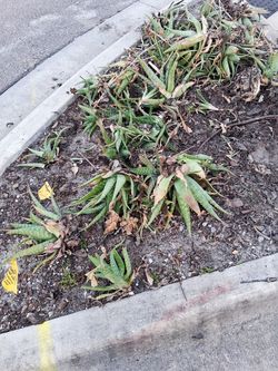 Free Plants