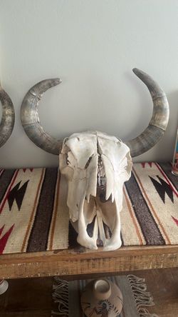 Steer Skull