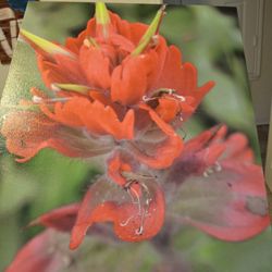 Art Print 20 X 16 INDIAN PAINT BRUSH FLOWERS