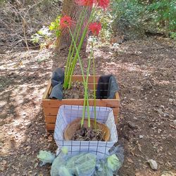 Red Spider Lily Bulbs 