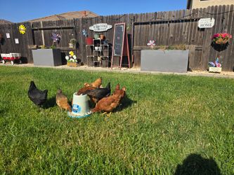 Laying Chickens for sale