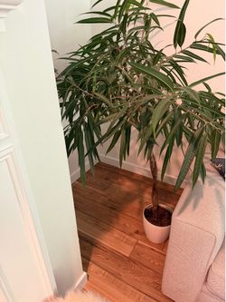 Willow Leaf Fig