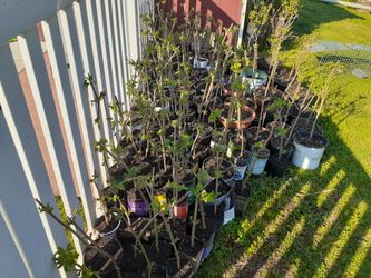 1-2 Ft. Marge Elderberry Plants 