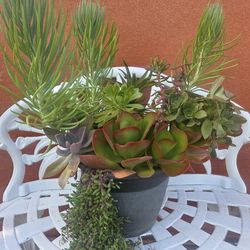 Decoration Suculents Plants Mix