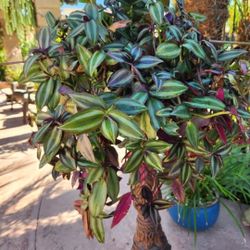 Tradescantia Zebrina Wandering Jew Hanging 