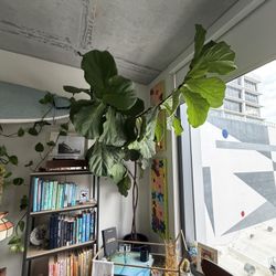 Two Gorgeous, Healthy Fiddle-Leaf Ficus Plants (INDOOR)