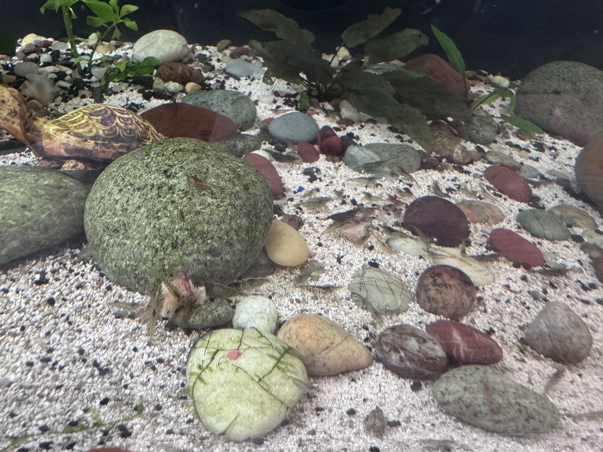 Fish Tank Decor Neocaridina