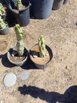 Cactus