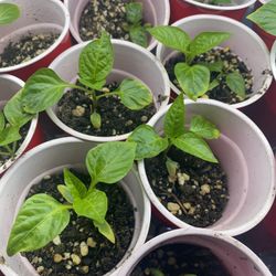 Healthy Garden Starters – $2 to $5 Each (Lakewood / Steilacoom)