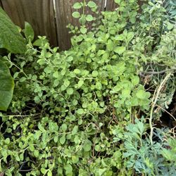 Marjoram Herb Plants 
