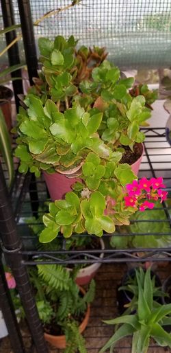 Kalanchoe