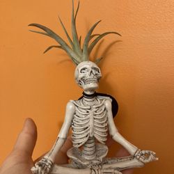 Brand new namaste skeleton air plant 